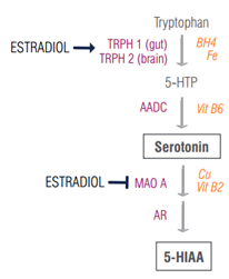 serotonin estradiol diagram