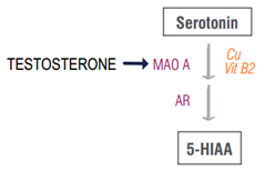 testosterone diagram