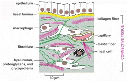 Collagen, Wrinkles & Aging Skin