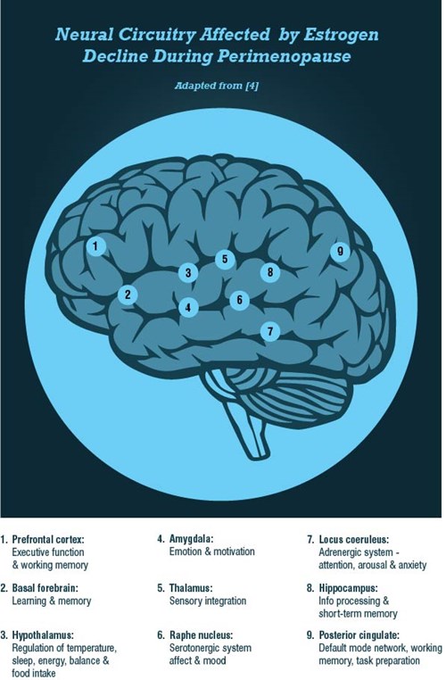 Brain Neurotransmitters diagram 