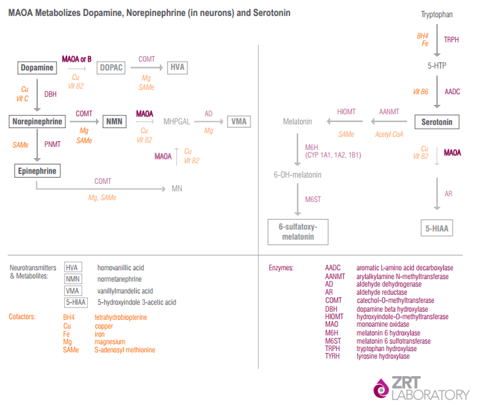 Diagrama Neuro da MAOA