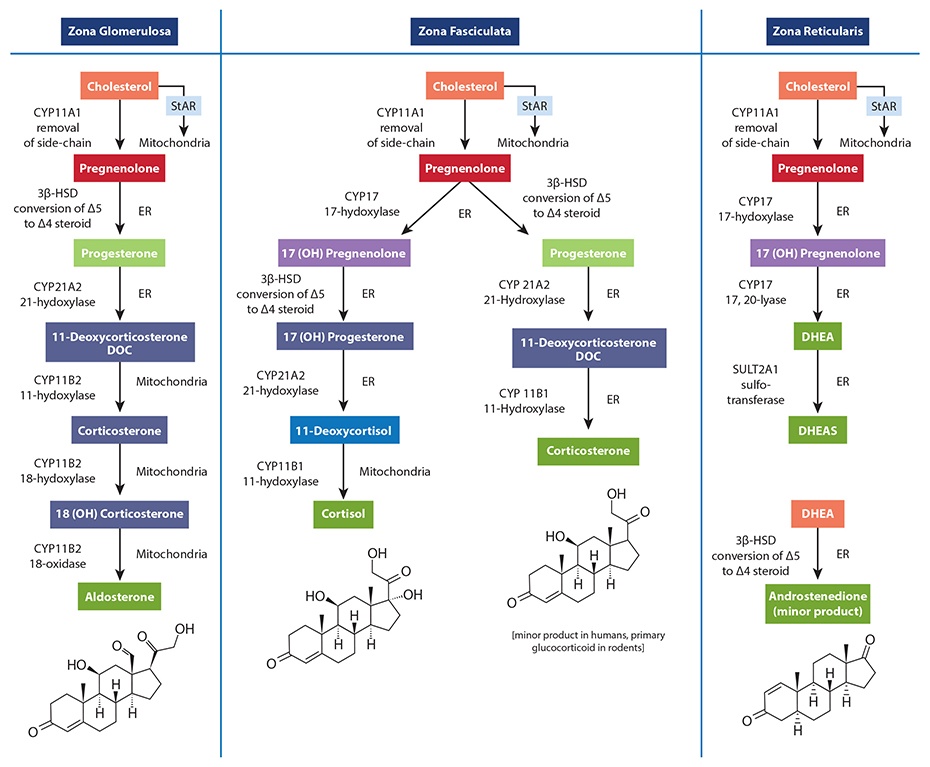 Glucocorticoid Conversion Chart