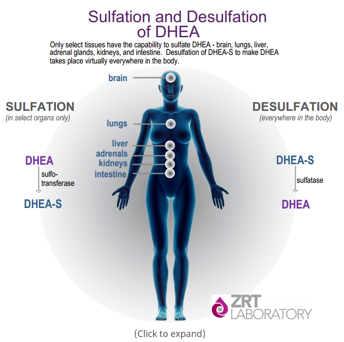 Dhea Level Chart