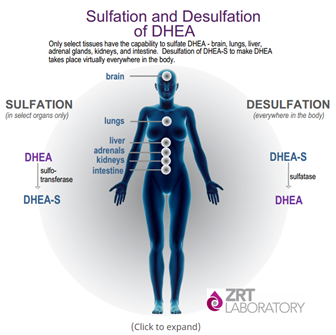 DHEA with and without sulfate