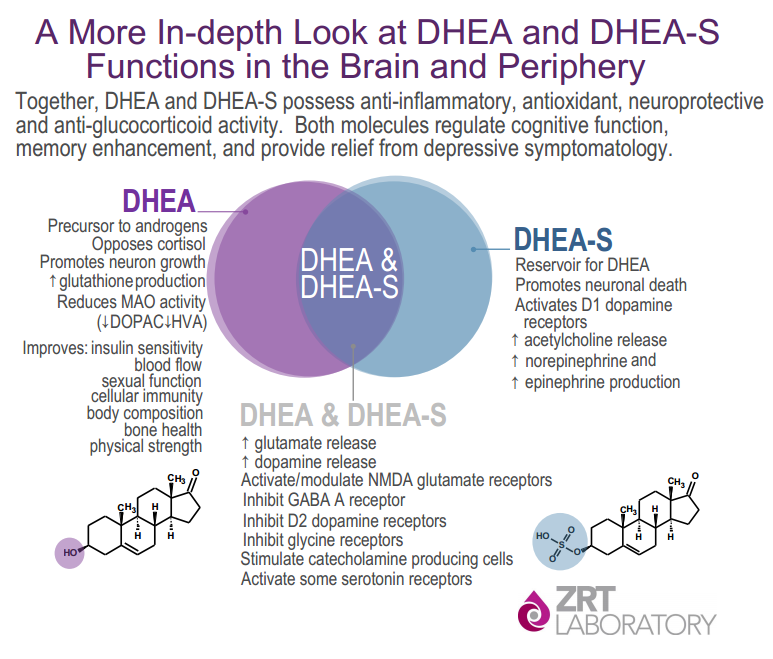 The Distinction Between DHEA and DHEAS & Why Both Are Important For a The Distinction Between DHEA and DHEAS & Why Both Are Important For a