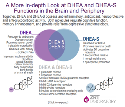 The Distinction Between DHEA and DHEA-S & Why Both Are Important For a  Healthy Brain | ZRT Laboratory