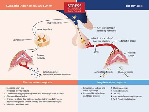 Stress HPA Axis Diagram