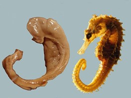 Hippocampus and seahorse