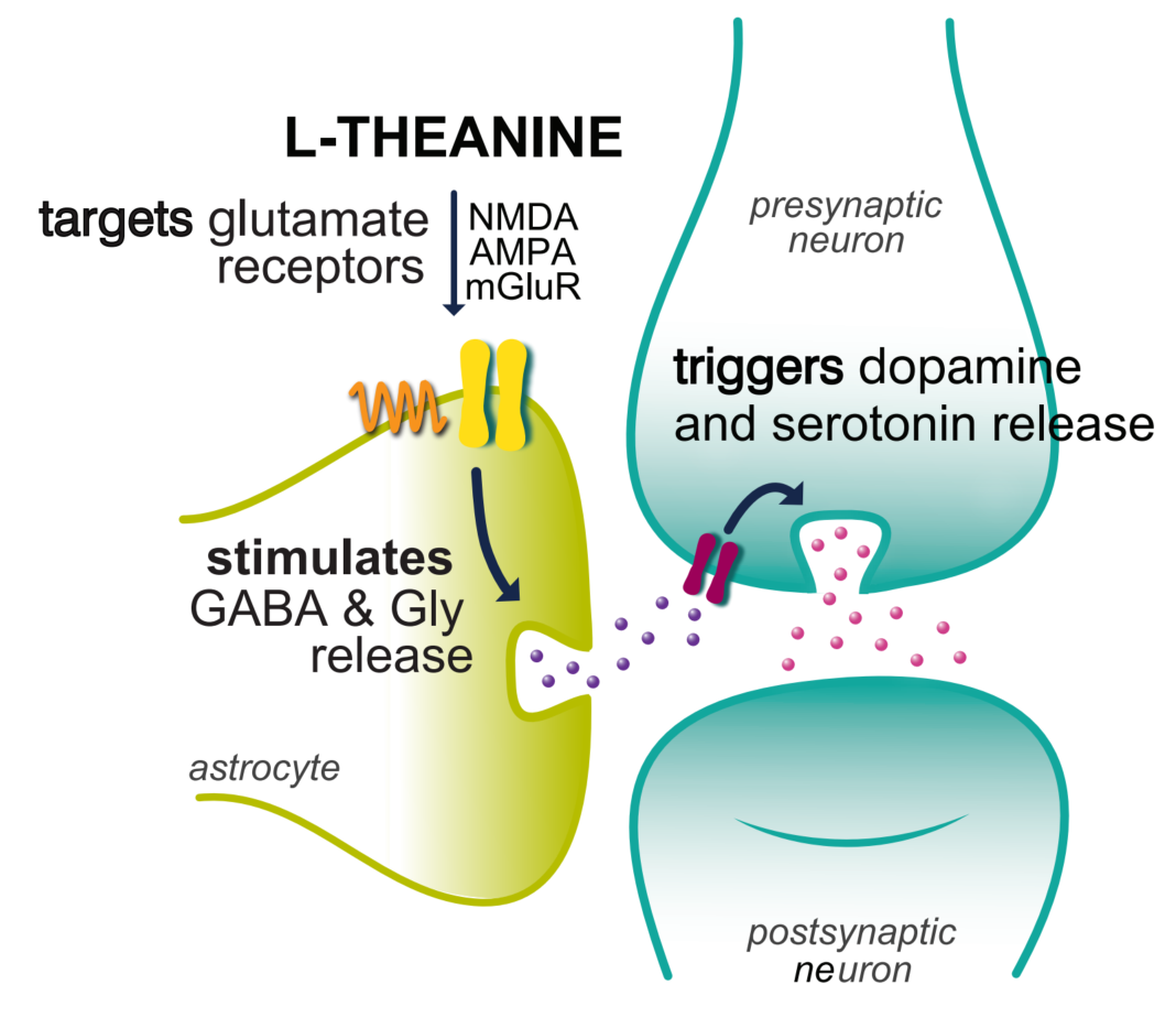 L-theanine neuro diagram