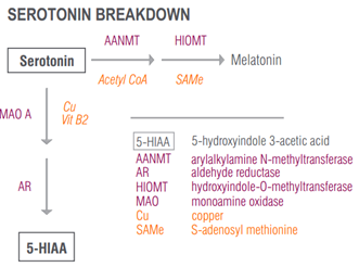 serotonin-breakdown.png
