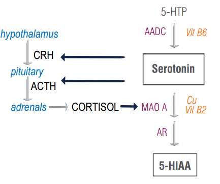 Hormone Cascade Chart