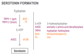 serotonin formation 
