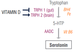serotonin vitamin d diagram