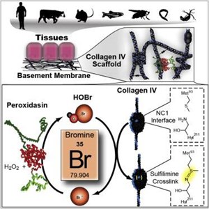 bromine is an essential trace element