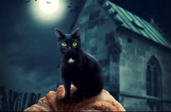 The Black Cat(echolamine)s of Halloween