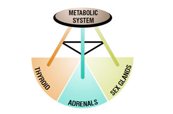 Is Your 3-Legged Hormone Stool Out of Balance?