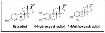 Dangers of catechol estrogens