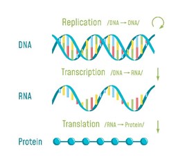 DNA, RNA, and Protein