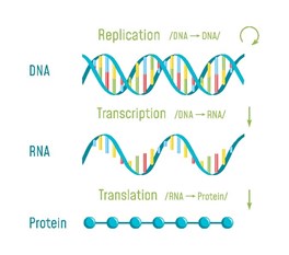 DNA, RNA, and Protein