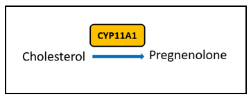 estrogen metabolism pathway