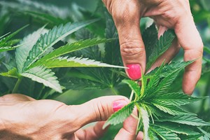 The Effects of Cannabis on Your Hormones