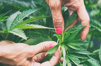 The Effects of Cannabis on your Hormones | ZRT Laboratory