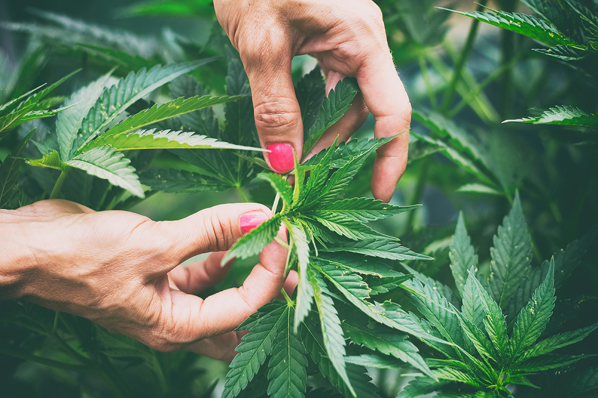 The Effects of Cannabis on Your Hormones Blog by Dr. Zane Hauck with ZRT Laboratory