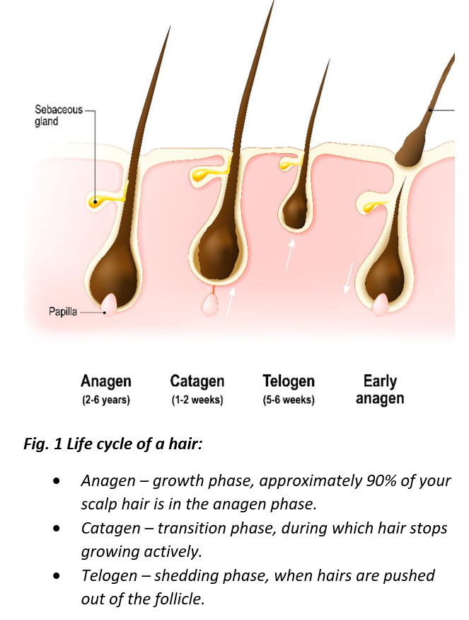 Why Do Hair Follicles Stop Growing Infoupdate