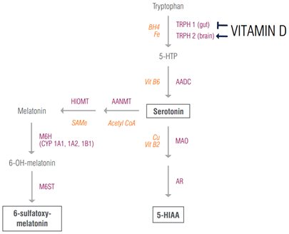 Conexión entre la vitamina D y la Melatonina