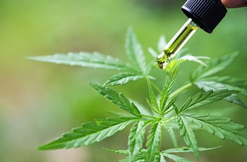 The Effects of Cannabis - Part 2: Cannabidiol