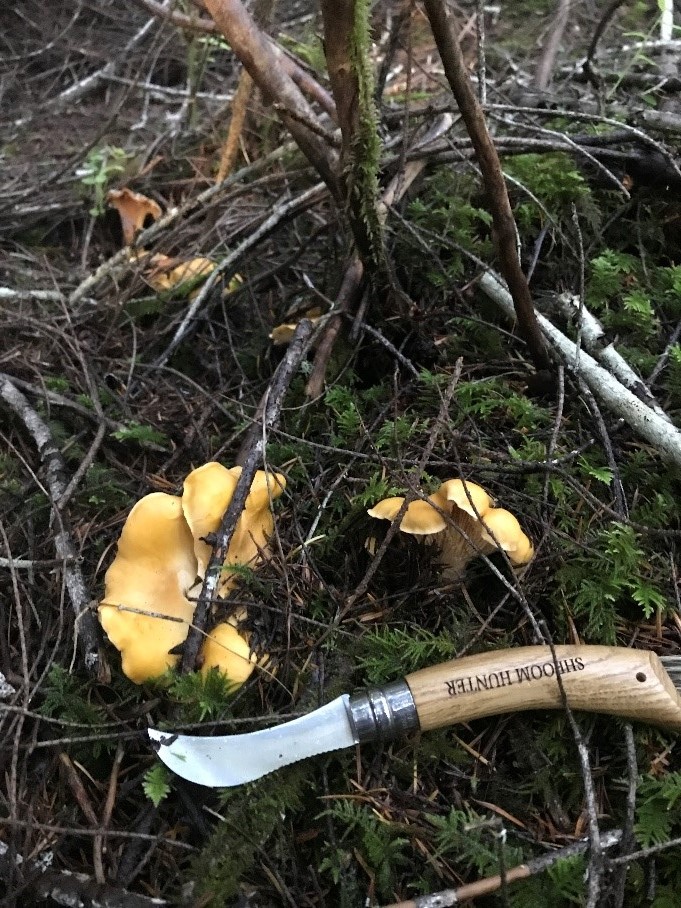 Golden Chanterelle Mushrooms