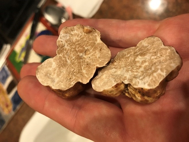 Oregon White Truffle Mushrooms