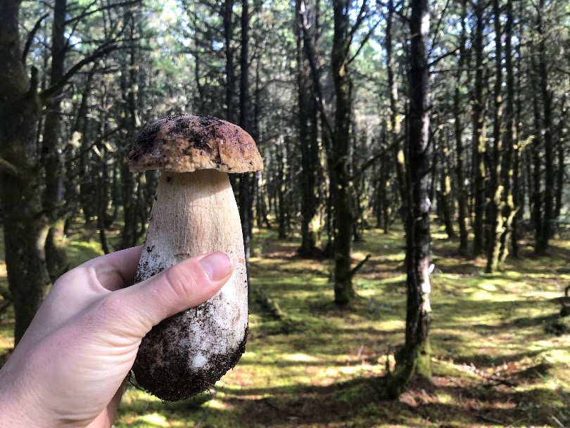 Porcini or King Colete Mushroom