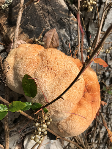 Lion's Mane Mushroom