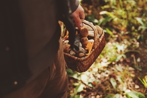 Pacific Northwest Wild Mushrooms – Nutrients from the Forest Floor