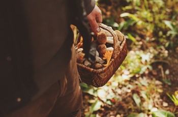 Pacific Northwest Wild Mushrooms – Nutrients from the Forest Floor