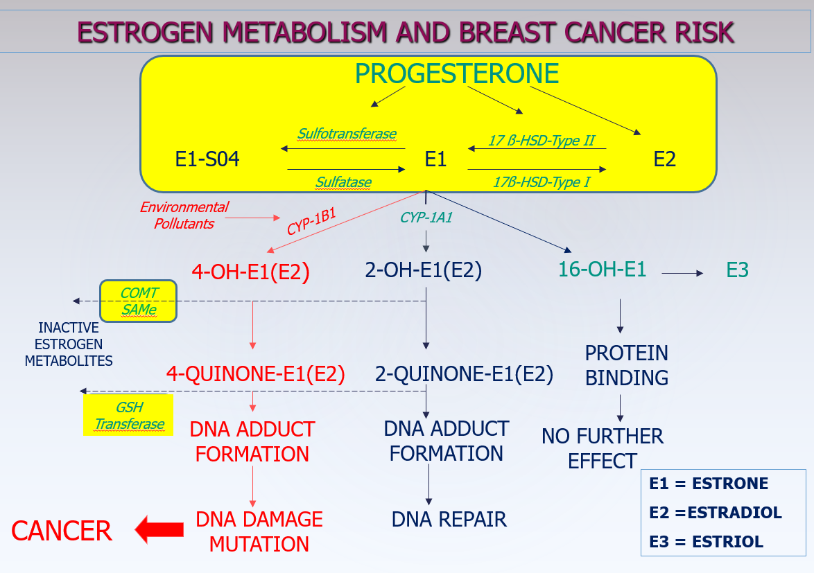 ZRT Laboratory Estrogen Metabolism and Breast Cancer Risk