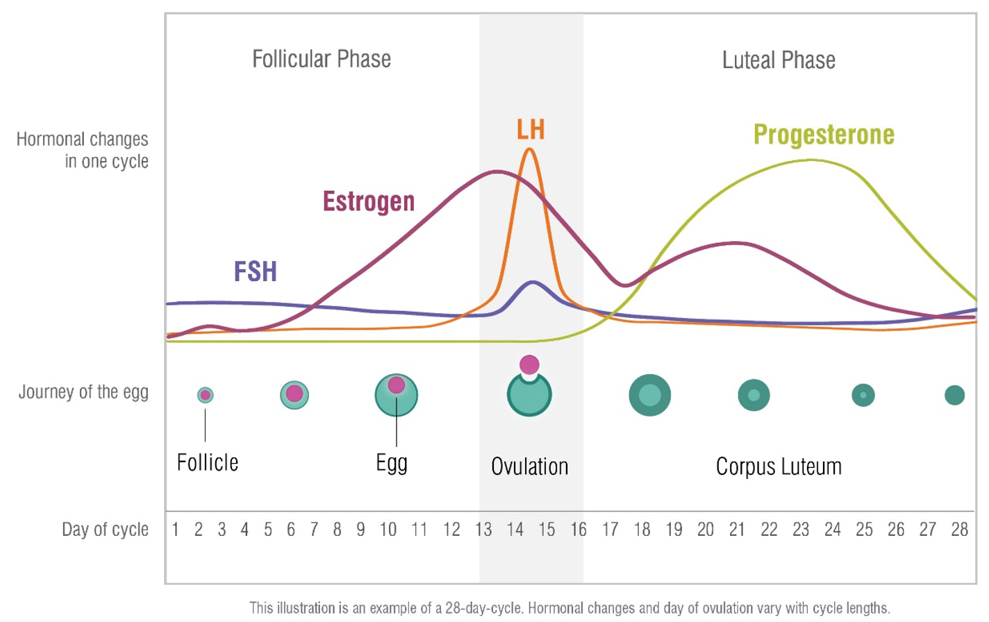 How Your Hormones Affect Athletic Performance and Why You Need to Start Testing