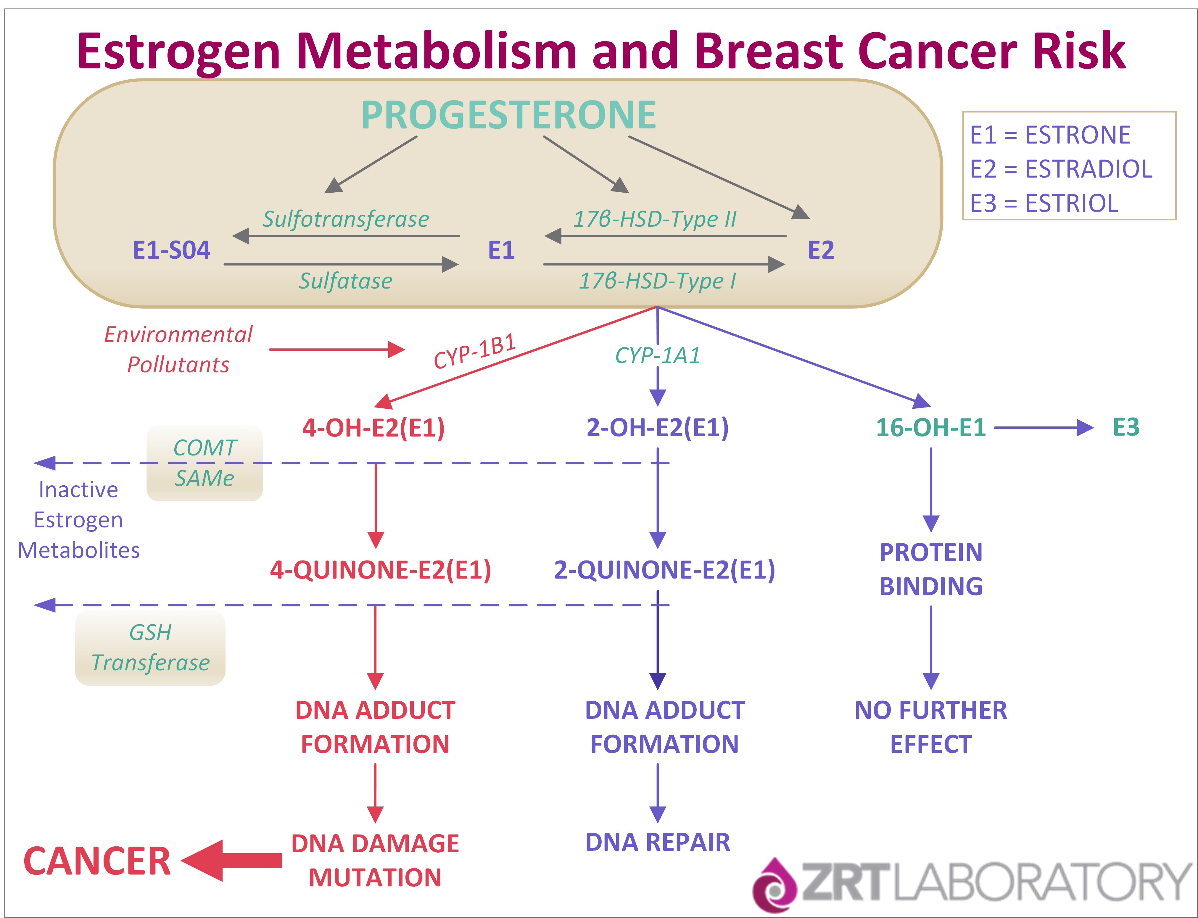 ZRT Laboratory Estrogen Metabolism and Breast Cancer Risk