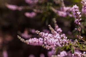 Vitex Agnus-Castus – Botanical Support for Female Hormone Imbalance