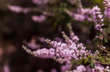 Vitex Agnus-Castus – Botanical Support for Female Hormone Imbalance