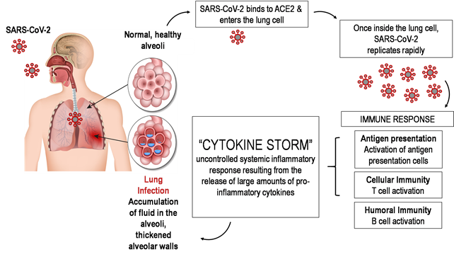 Fig. 1 Proposed model for the host immune response to SARS-CoV-2 infection.