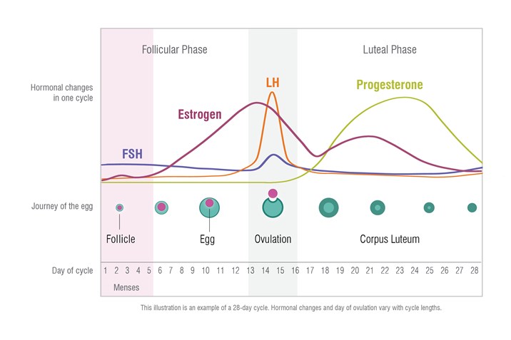 Athletic Performance and the Menstrual Cycle: How to Tailor Workouts to  Achieve Optimal Performance