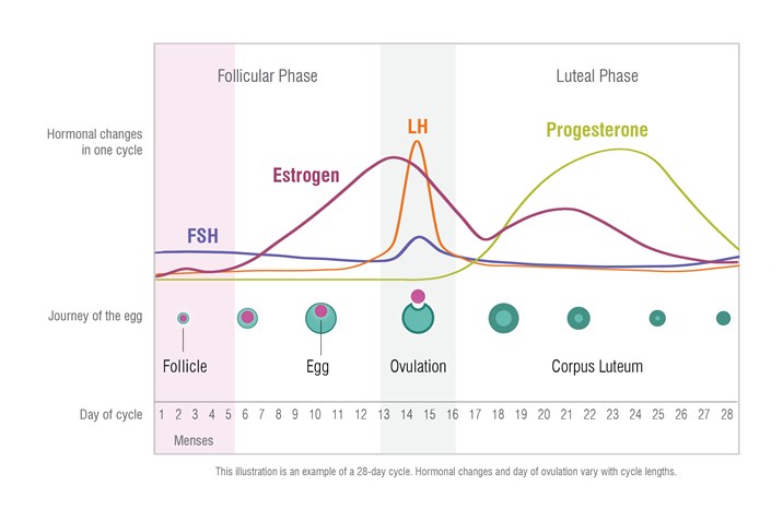 Menstrual cycle  Description, Phases, Hormonal Control, Ovulation